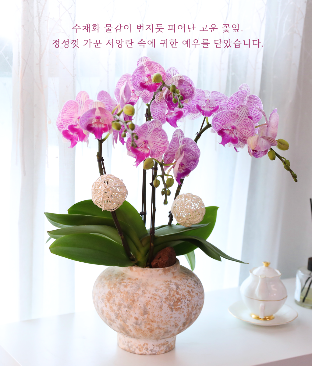 자줏빛 나비의 꿈 - 나비의 뜰