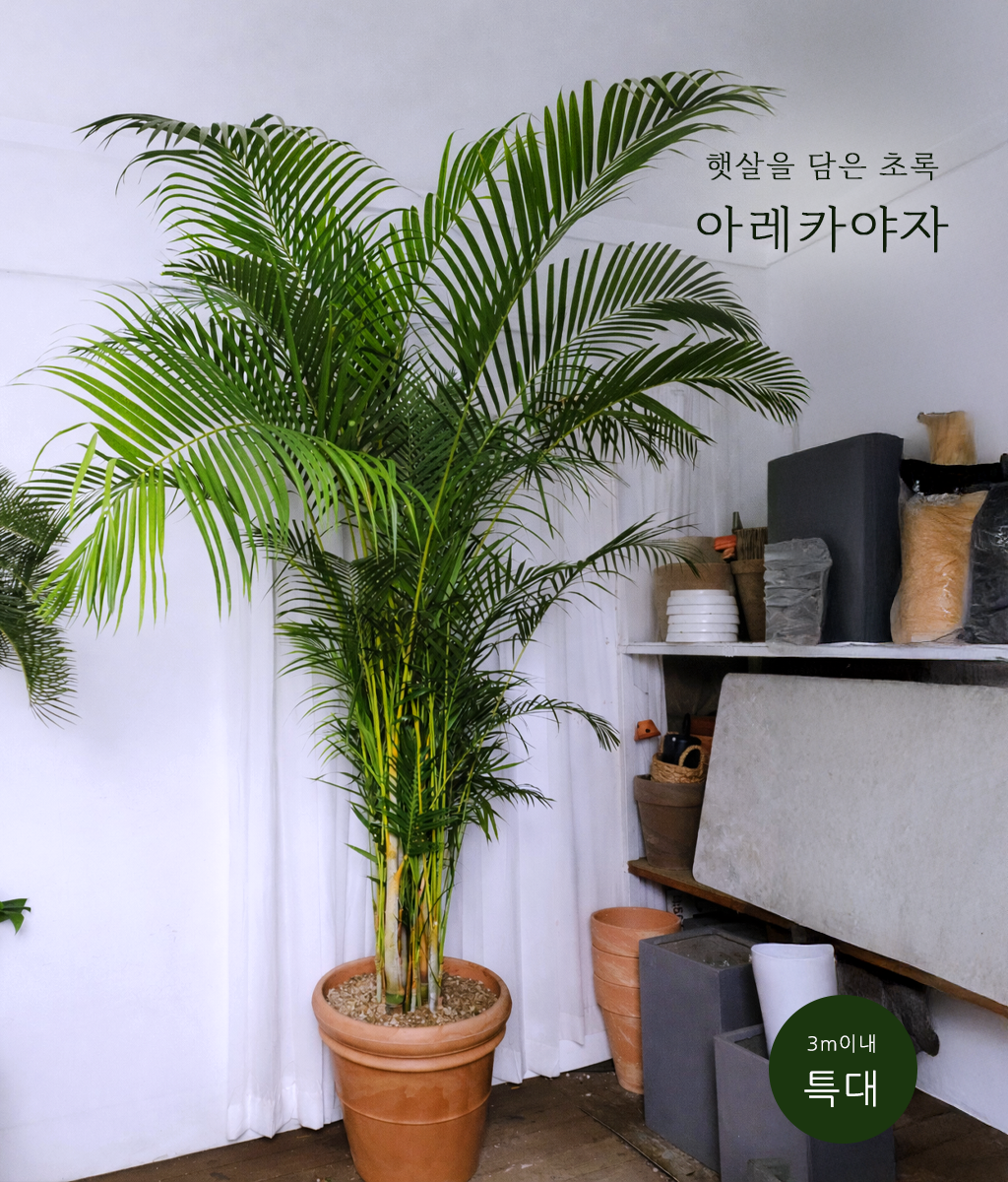 햇살을 담은 초록 - 아레카야자 특대 01(pp토분)