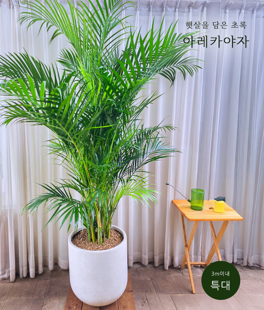 햇살을 담은 초록 - 아레카야자 특대 02 (수입화분)