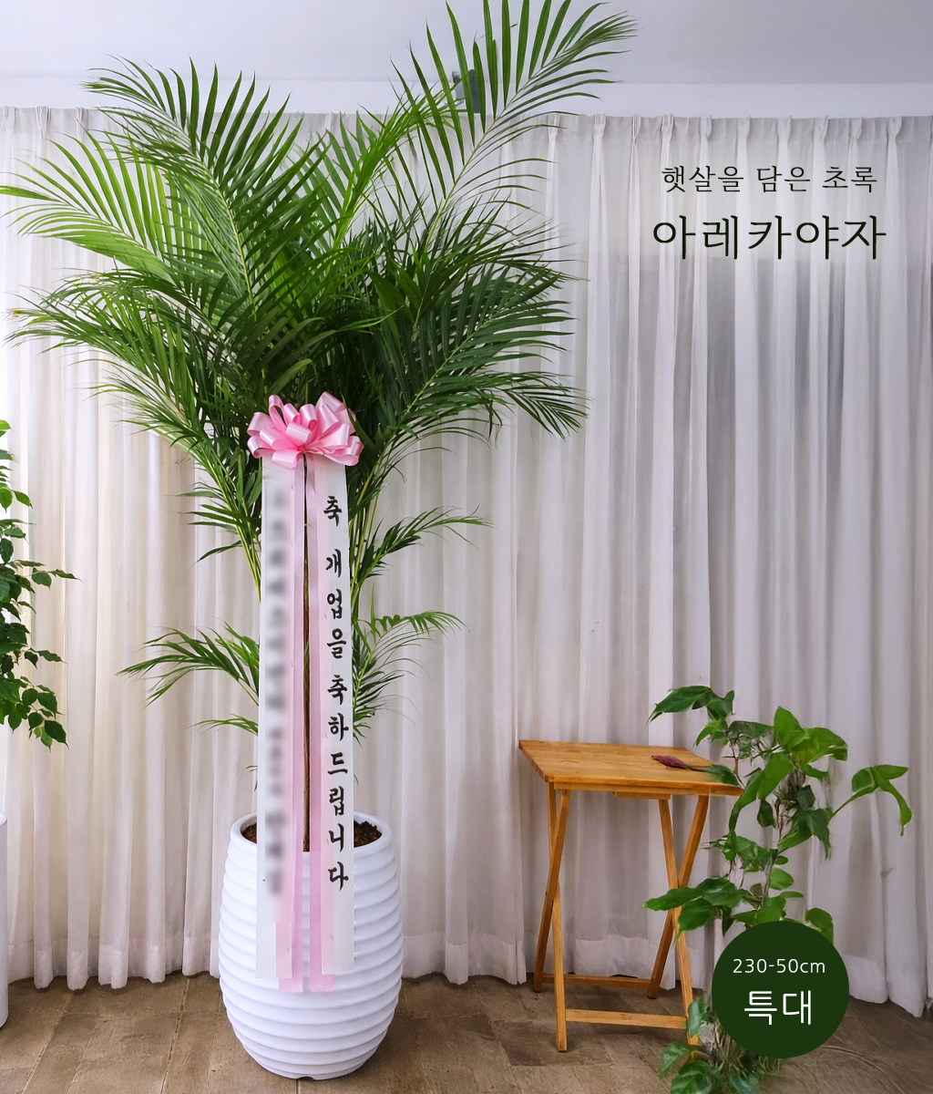 햇살을 담은 초록 - 아레카야자 특대 03
