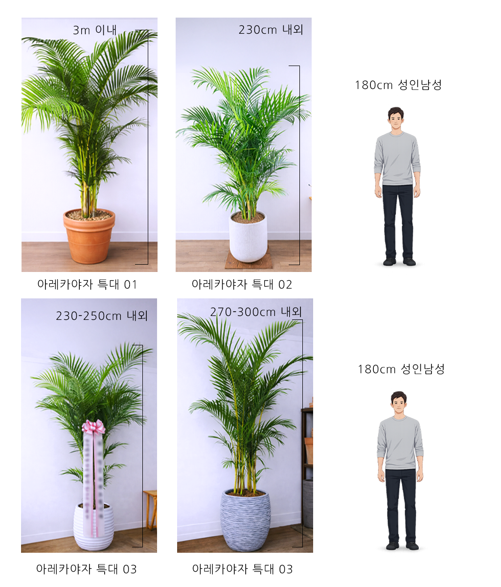 햇살을 담은 초록 - 아레카야자 특대 03