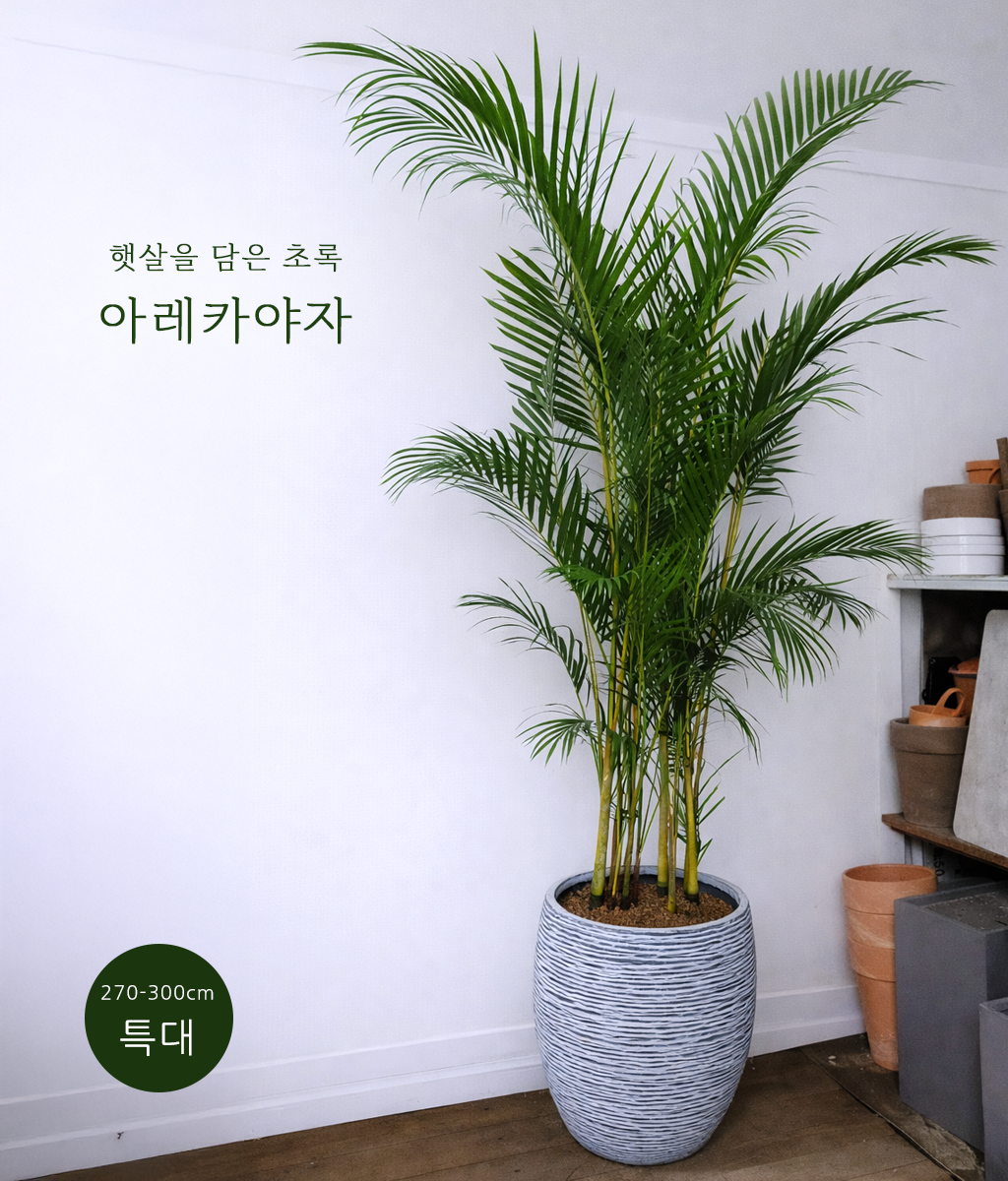 햇살을 담은 초록 - 아레카야자 특대 04