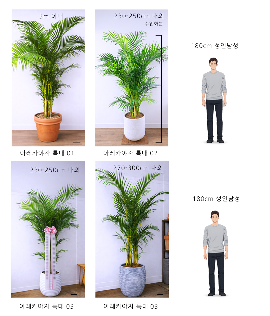 햇살을 담은 초록 - 아레카야자 특대 04
