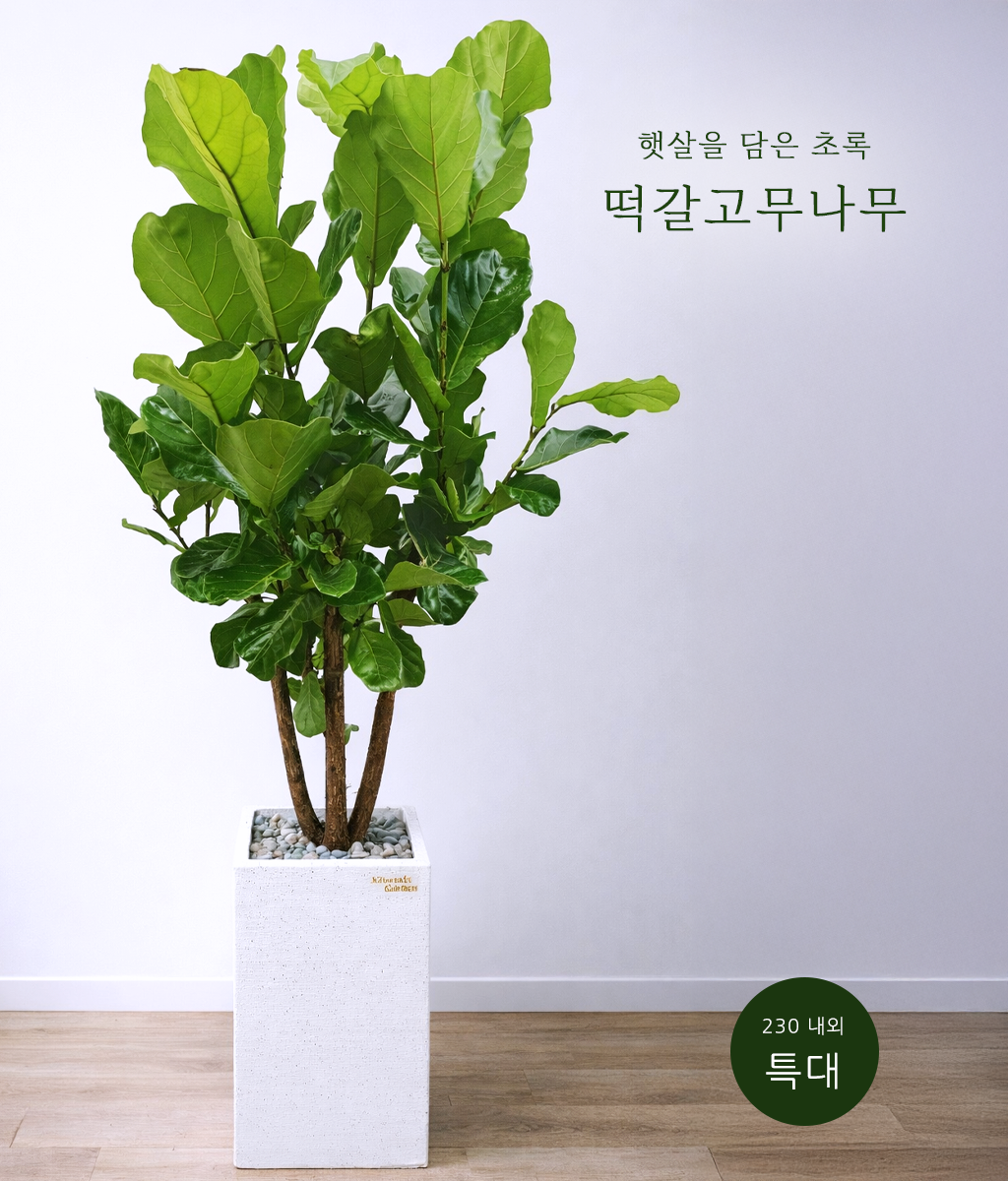 햇살을 담은 초록 - 떡갈고무나무 특대 02