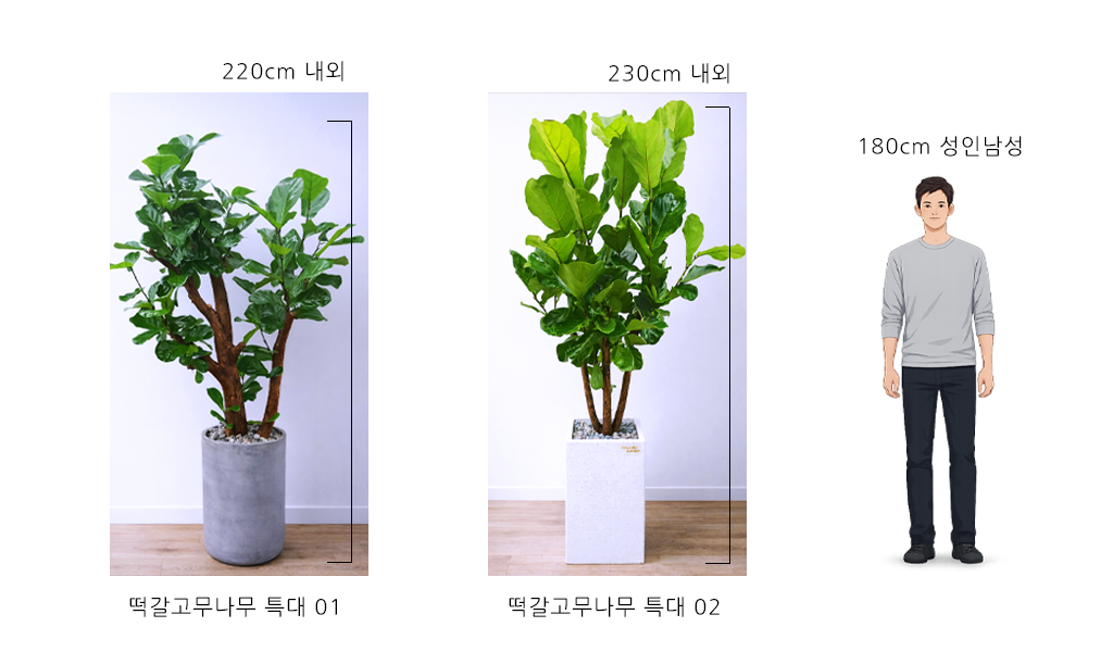 햇살을 담은 초록 - 떡갈고무나무 특대 02