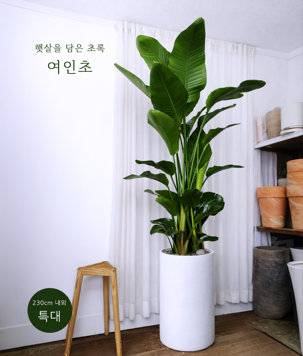 햇살을 담은 초록 - 여인초 특대 02