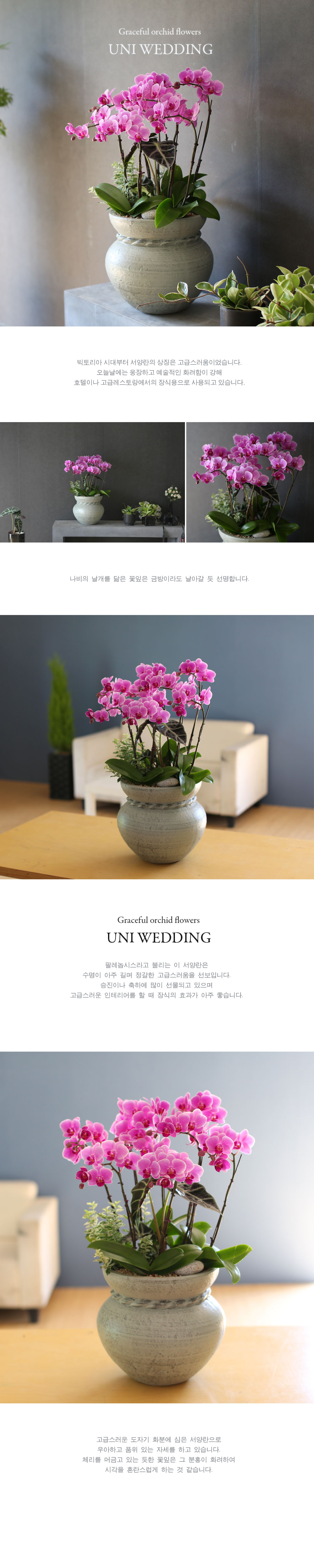 Graceful orchid flowers - 로맨틱 고급서양란 유니웨딩 (* 이미지 화기 품절로 변경됨)