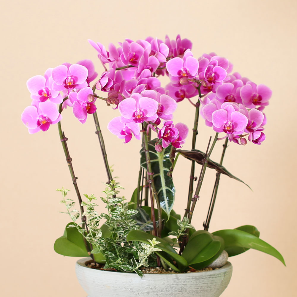 Graceful orchid flowers - 로맨틱 고급서양란 유니웨딩 (* 이미지 화기 품절로 변경됨)