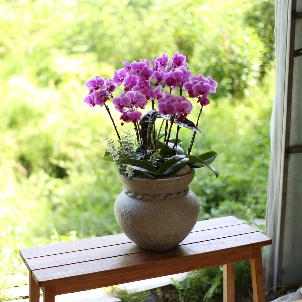 Graceful orchid flowers - 로맨틱 고급서양란 유니웨딩 (* 이미지 화기 품절로 변경됨)