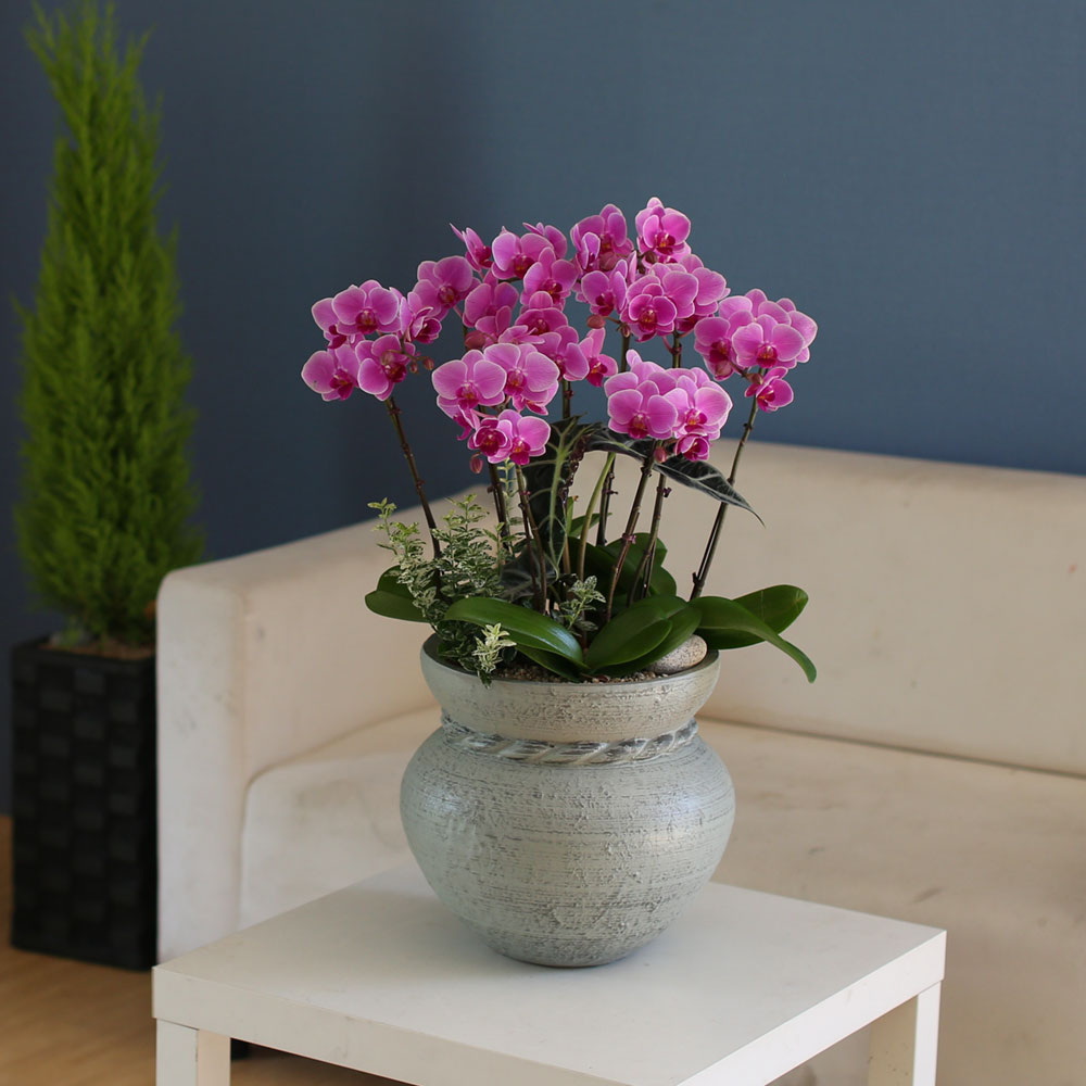 Graceful orchid flowers - 로맨틱 고급서양란 유니웨딩 (* 이미지 화기 품절로 변경됨)