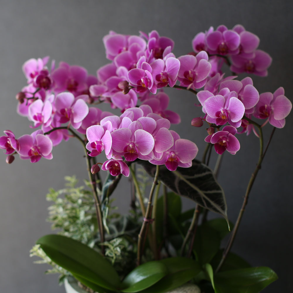 Graceful orchid flowers - 로맨틱 고급서양란 유니웨딩 (* 이미지 화기 품절로 변경됨)