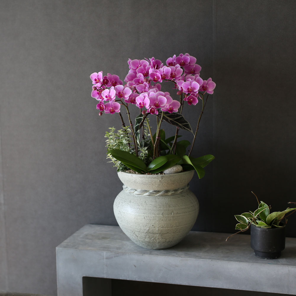 Graceful orchid flowers - 로맨틱 고급서양란 유니웨딩 (* 이미지 화기 품절로 변경됨)