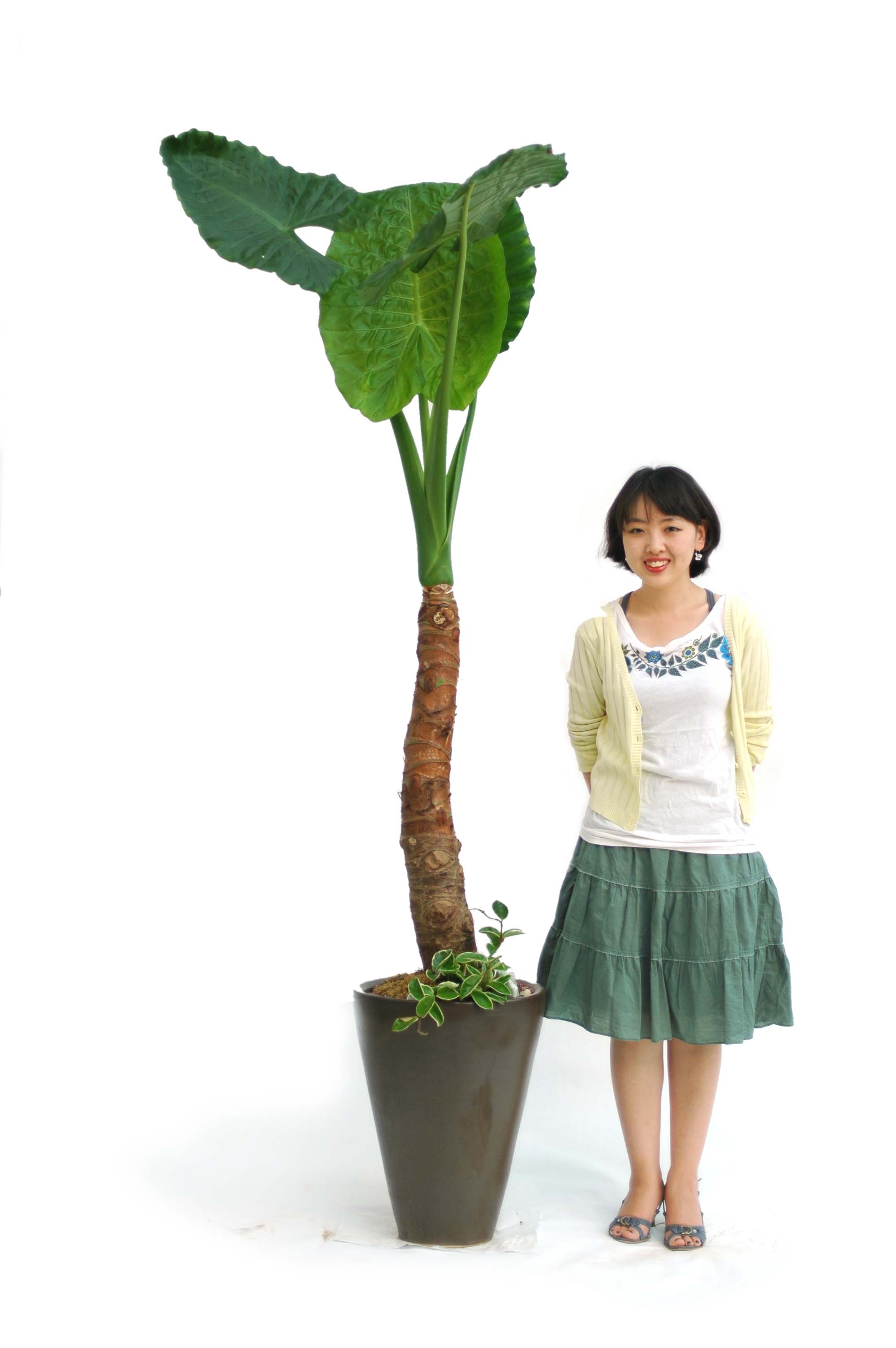 <div style="font-size:1.8em; font-weight:700; font-family: 'Noto Serif KR', serif; color:#000000; margin-top: 21px;">알로카시아</div>
고온다습을 좋아하고 겨울철 저온다습한 곳에서는 썩을 수 있으며,
20℃ 이상의 온도만 있으면 계속 생육됩니다.
밝은 반그늘에서 잘 자랍니다.
통풍이 잘 되는 곳에서 키우시고, 겨울철에는 꼭 실내에서 월동을 시켜야합니다.