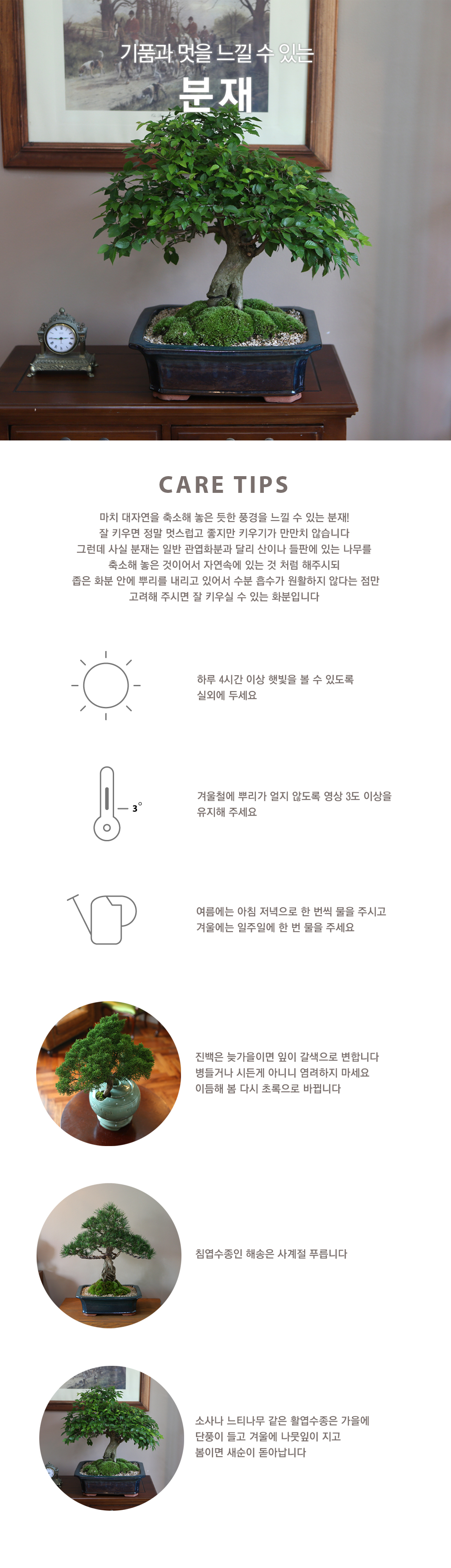 분재는 이끼, 나무나 풀을 화분에 심어 작게 가꾸어진 나무입니다. 작은 화분에 나무를 기르면서 가지치기를 하거나 뿌리르 자르고 다듬는 등의 방법으로 만들어지며, 분재로 가꾸어진 식물은 다른 곳에 심어진 것과 다르게 작은 크기를 유지하며 나무의 모습을 작게 재현합니다.