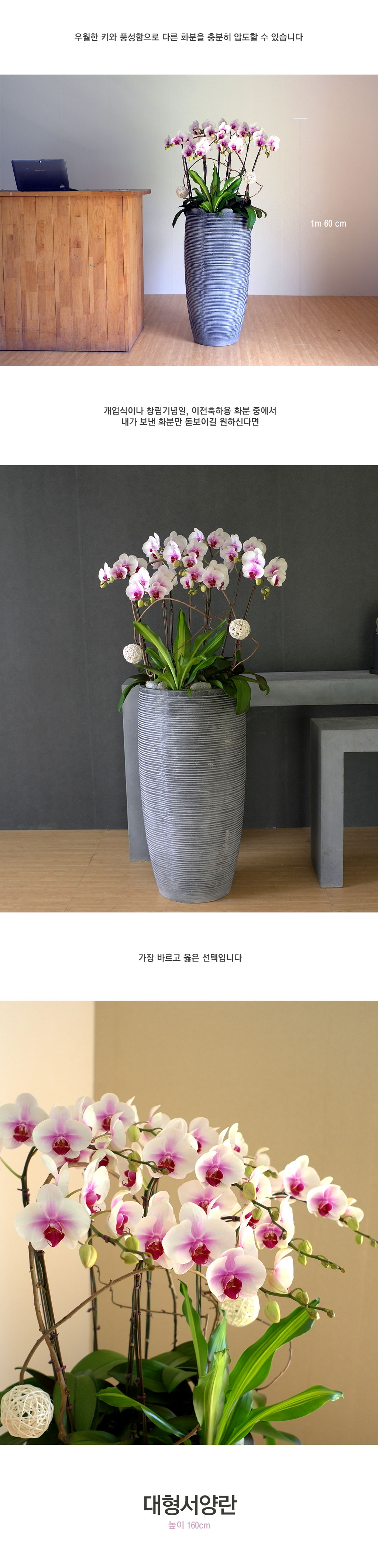 대형서양란 smile moon