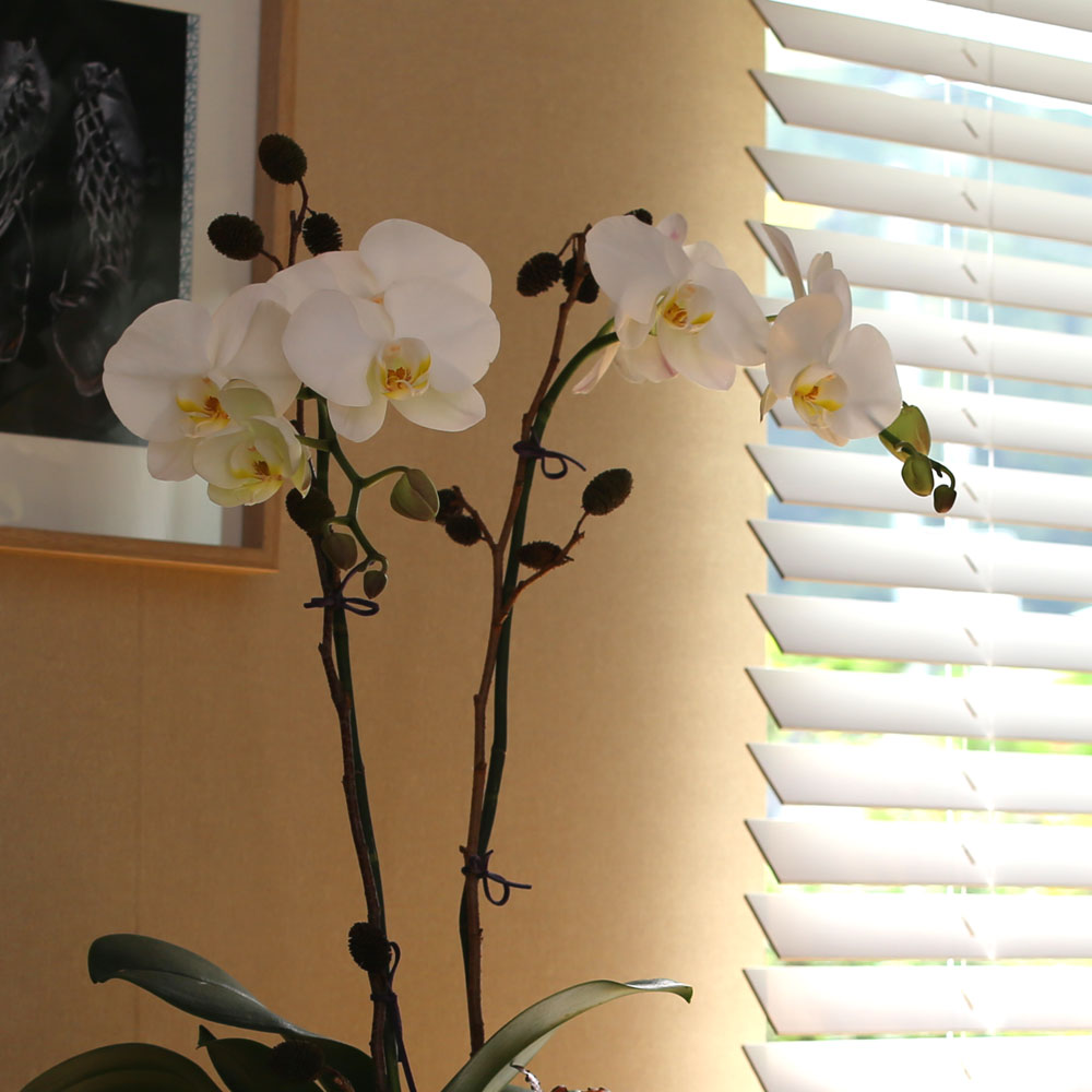 Decorating with Orchids(서양란) - 세련돈 서양란 화이트호접