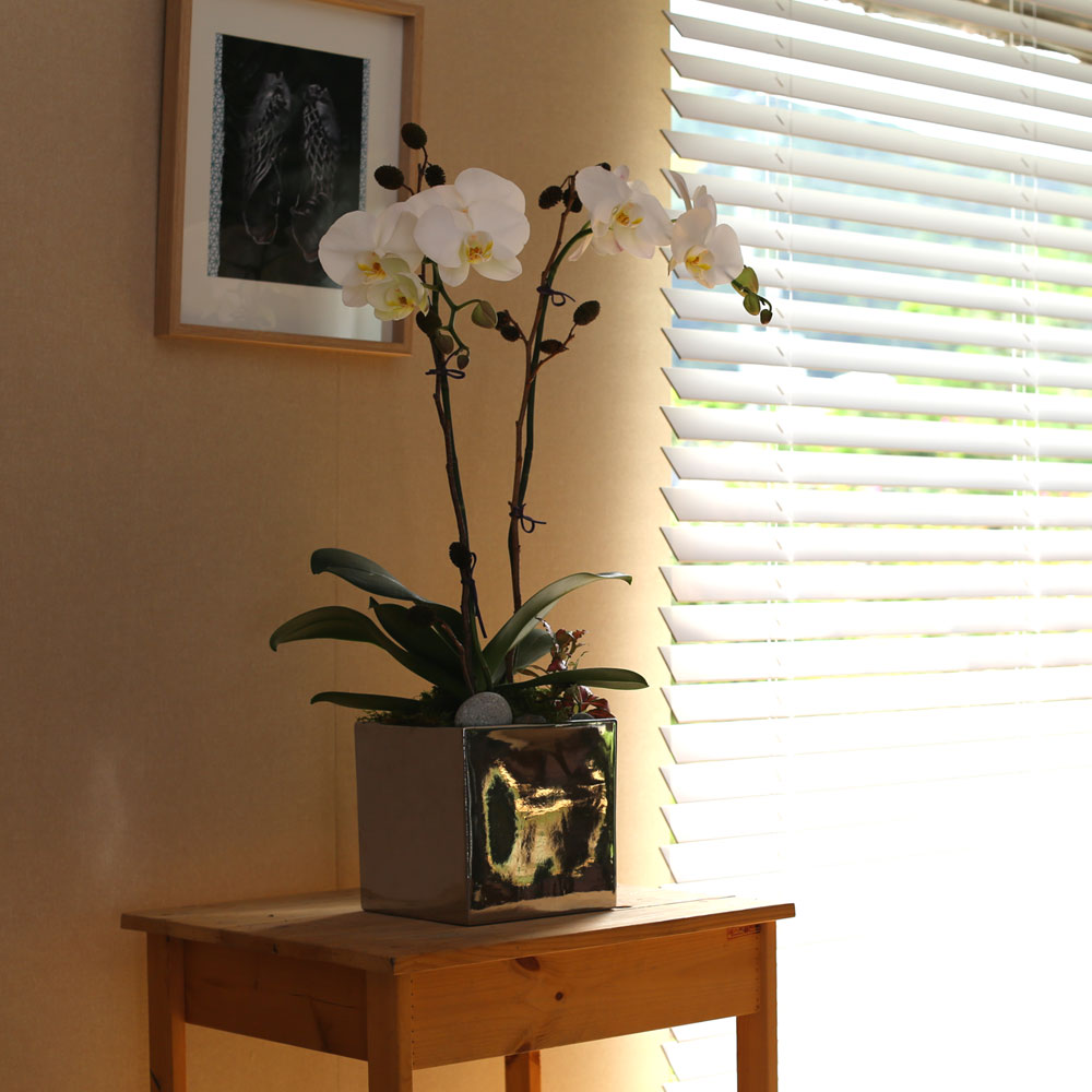 Decorating with Orchids(서양란) - 세련돈 서양란 화이트호접