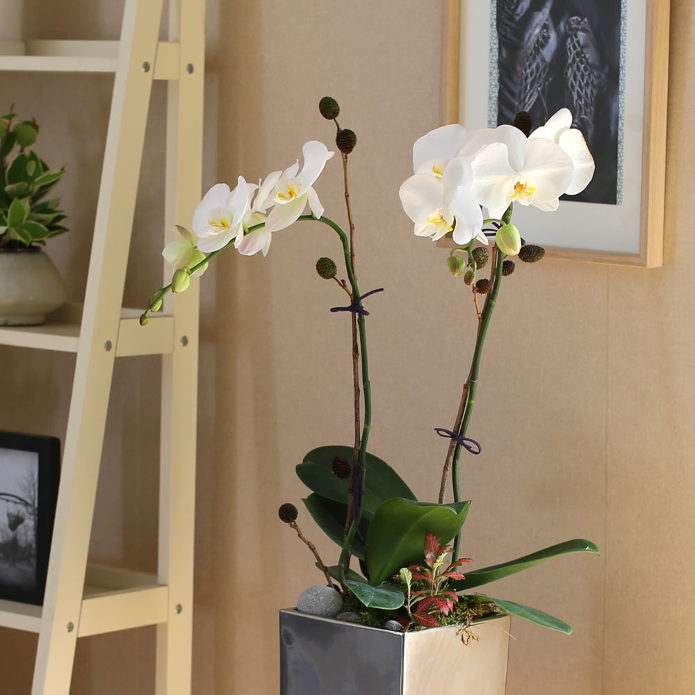 Decorating with Orchids(서양란) - 세련돈 서양란 화이트호접