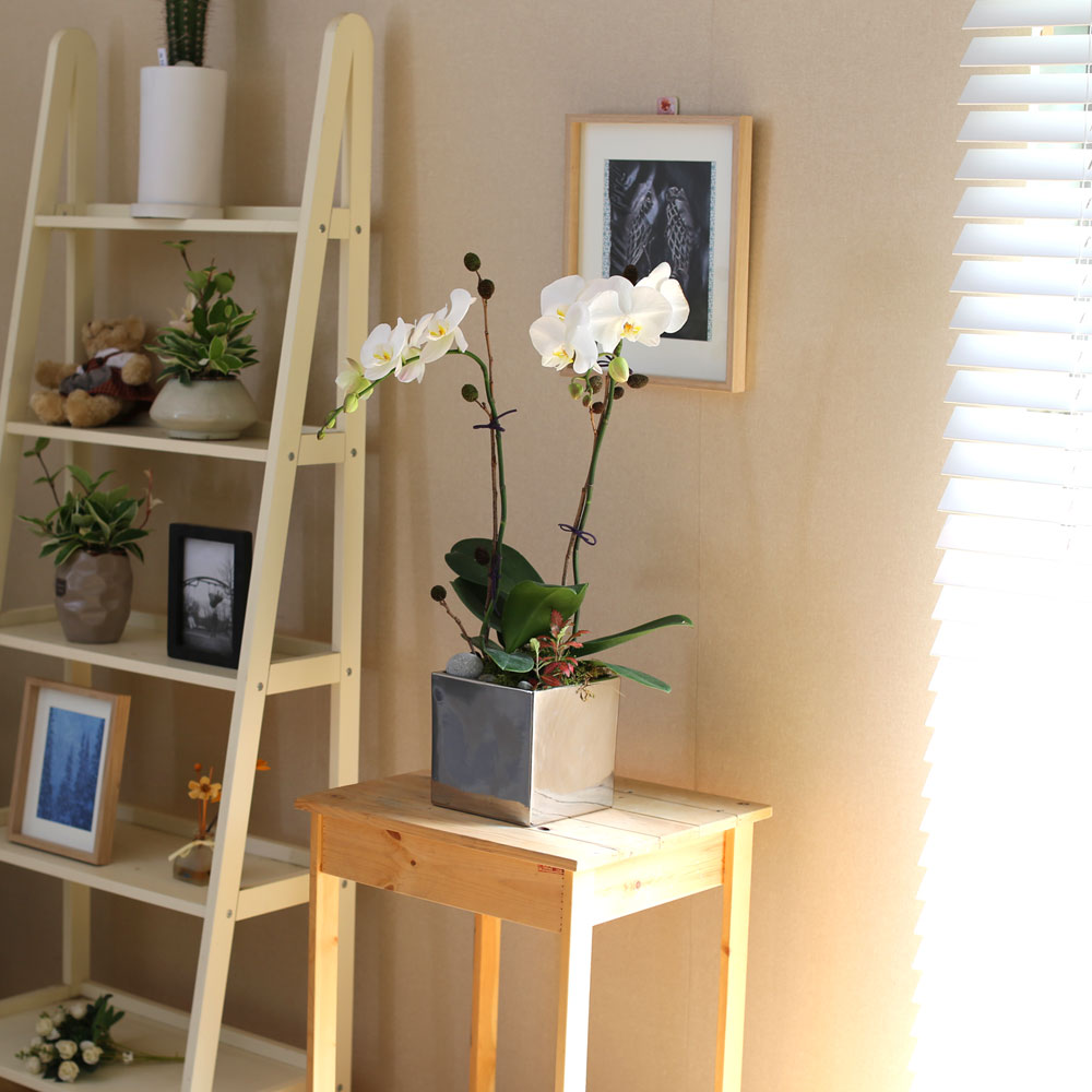 Decorating with Orchids(서양란) - 세련돈 서양란 화이트호접