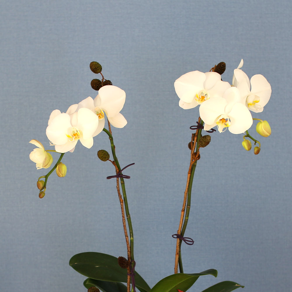 Decorating with Orchids(서양란) - 세련돈 서양란 화이트호접