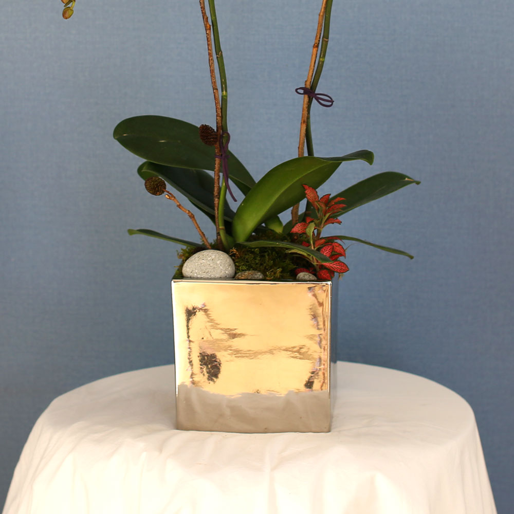 Decorating with Orchids(서양란) - 세련돈 서양란 화이트호접