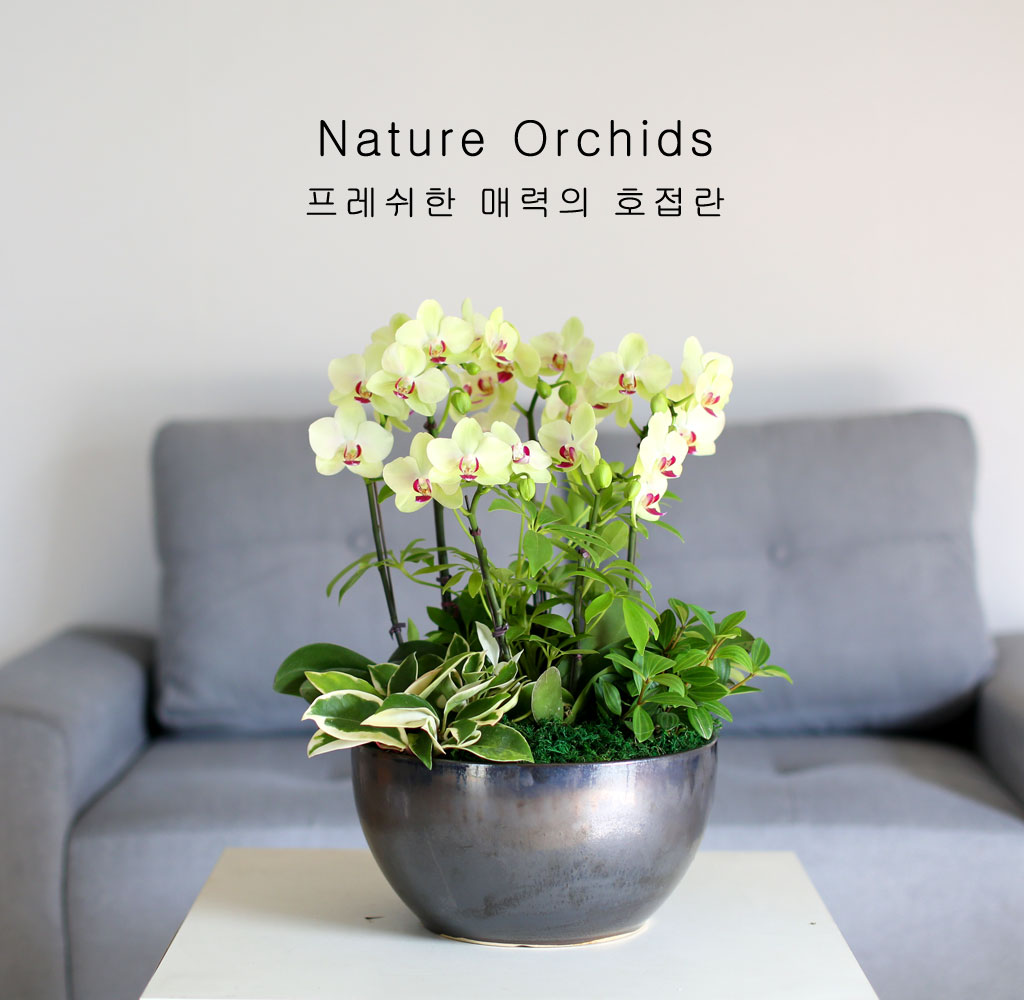 감사의 마음을 담아 - 오래볼수 있어 매력적인 포춘서양란