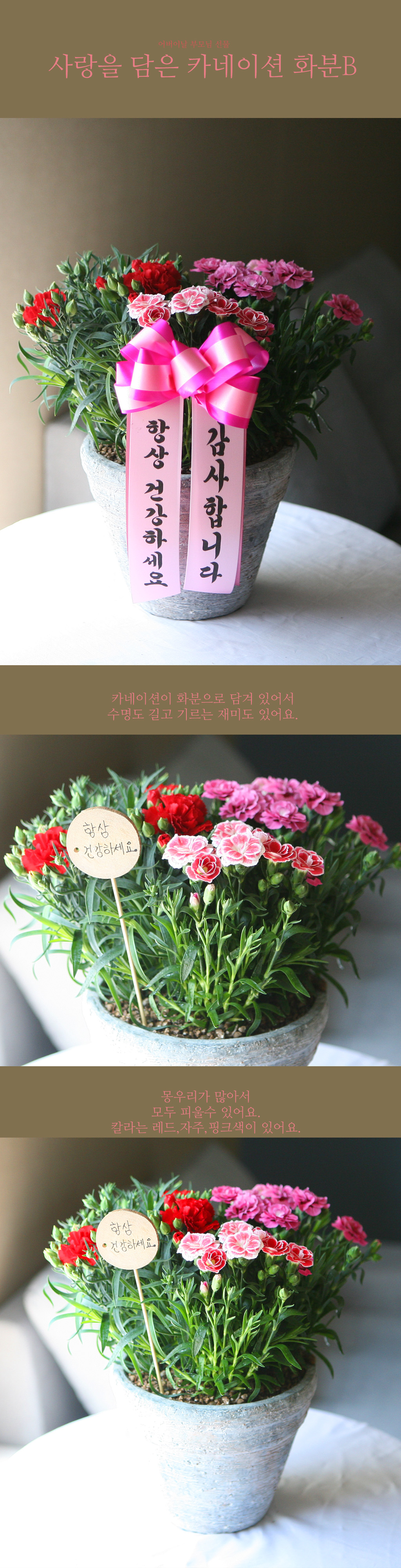 스승의 날 선물 - 예쁜 카네이션 화분B(한정상품) ***꽃색상은 다를수 있음***