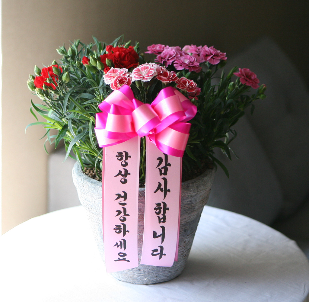 스승의 날 선물 - 예쁜 카네이션 화분B(한정상품) ***꽃색상은 다를수 있음***