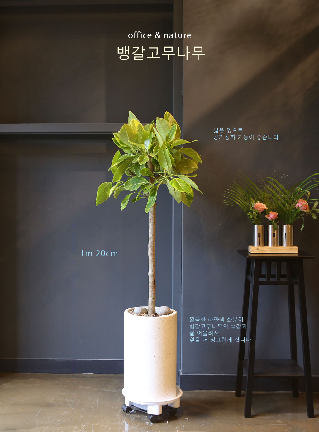 <div style="font-size:1.8em; font-weight:700; font-family: 'Noto Serif KR', serif; color:#000000; margin-top: 20px;">뱅갈고무나무</div>
열대아시아가 원산지로, '영원한 행복'이라는 꽃말을 가지고 있습니다.