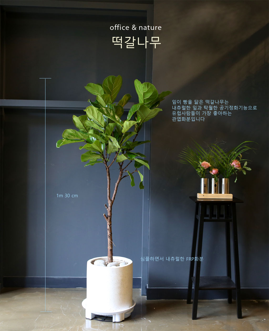 Office & nature 떡갈나무(중)