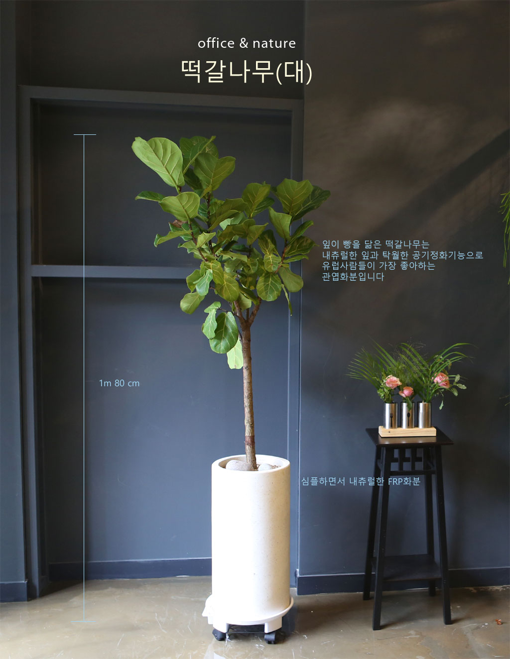 Office & nature 떡갈나무(대)