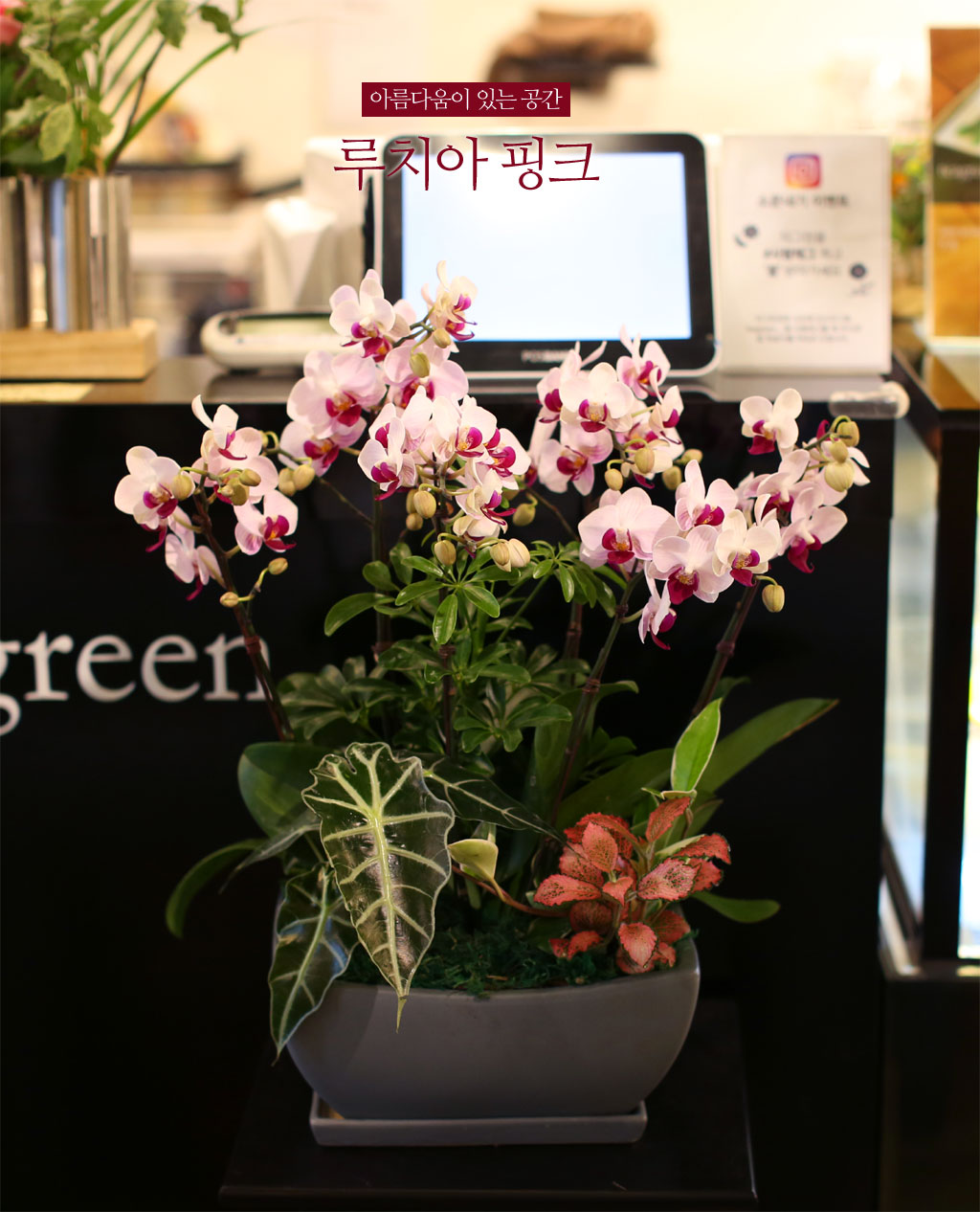 아름다움이 있는 공간 - 루치아 핑크
루치아 핑크 서양란은 투톤의 독특한 색감으로 인테리어에 우아함을 더하는 매력적인 식물입니다. 약 40센티미터 내외의 적당한 크기로, 책상 위나 주문 계산대 옆에 장식하기에 최적입니다. 이 서양란은 우아하면서도 고급스러운 분위기를 연출하며, 다양한 공간에서 사랑받는 아이템입니다.