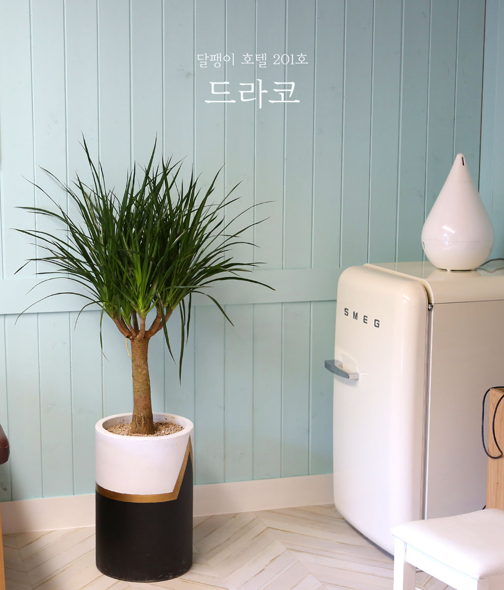 면역력을 길러주는 - 드라코(*흰색화분으로 변경진행함)