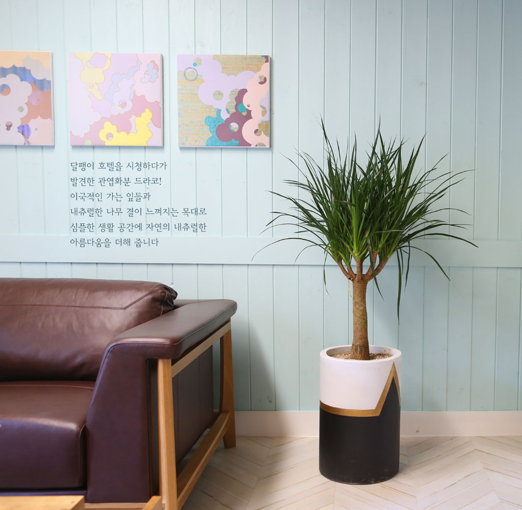 면역력을 길러주는 - 드라코(*흰색화분으로 변경진행함)