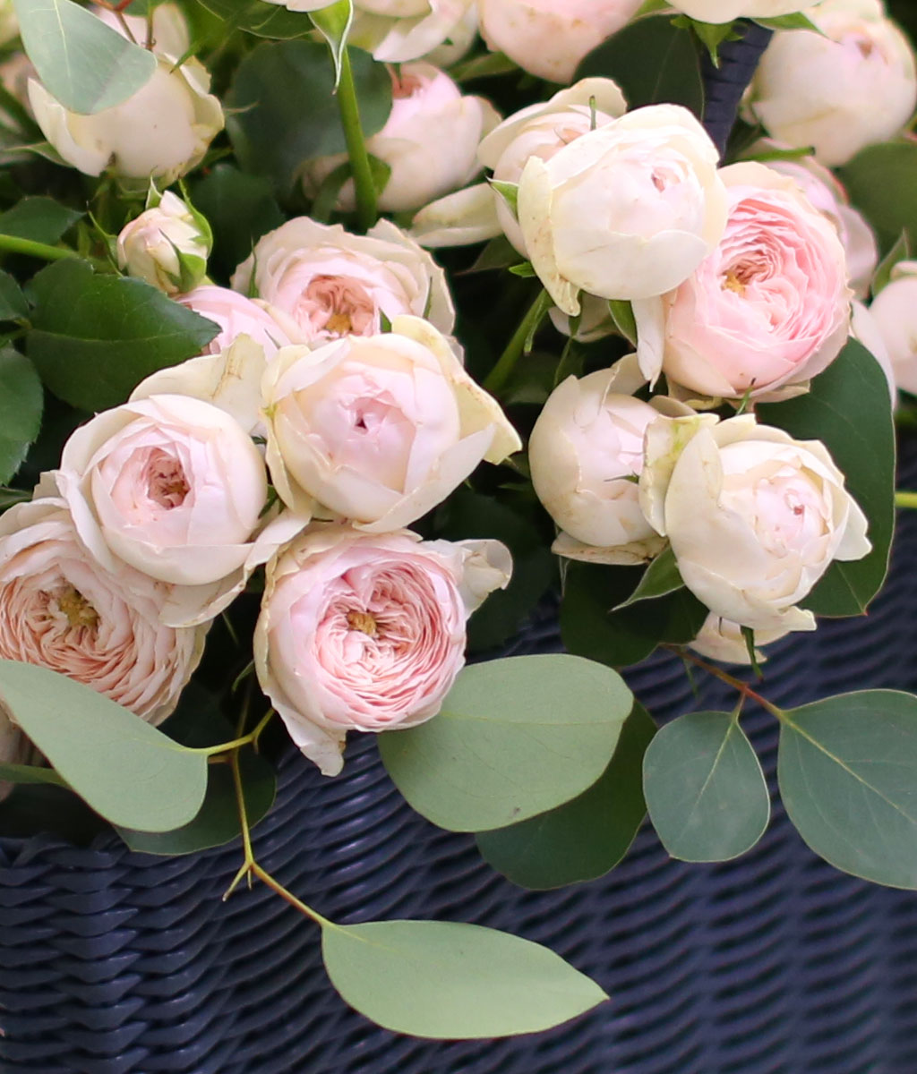 100 roses 맨즈필드