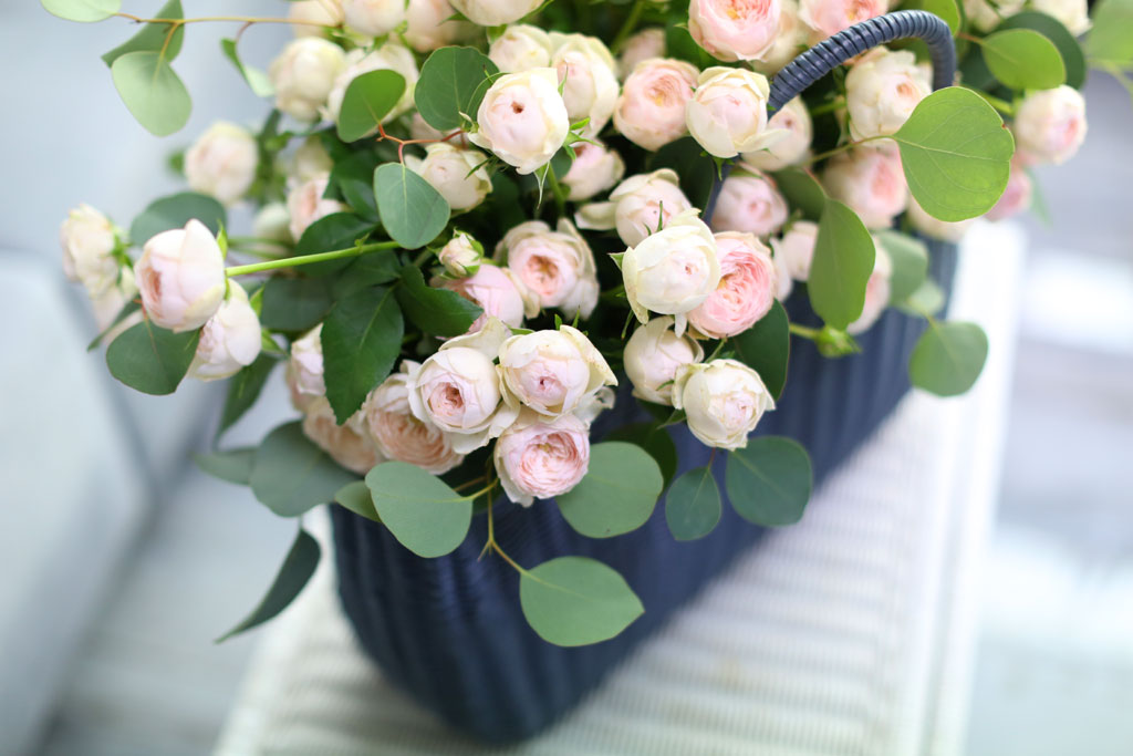 100 roses 맨즈필드