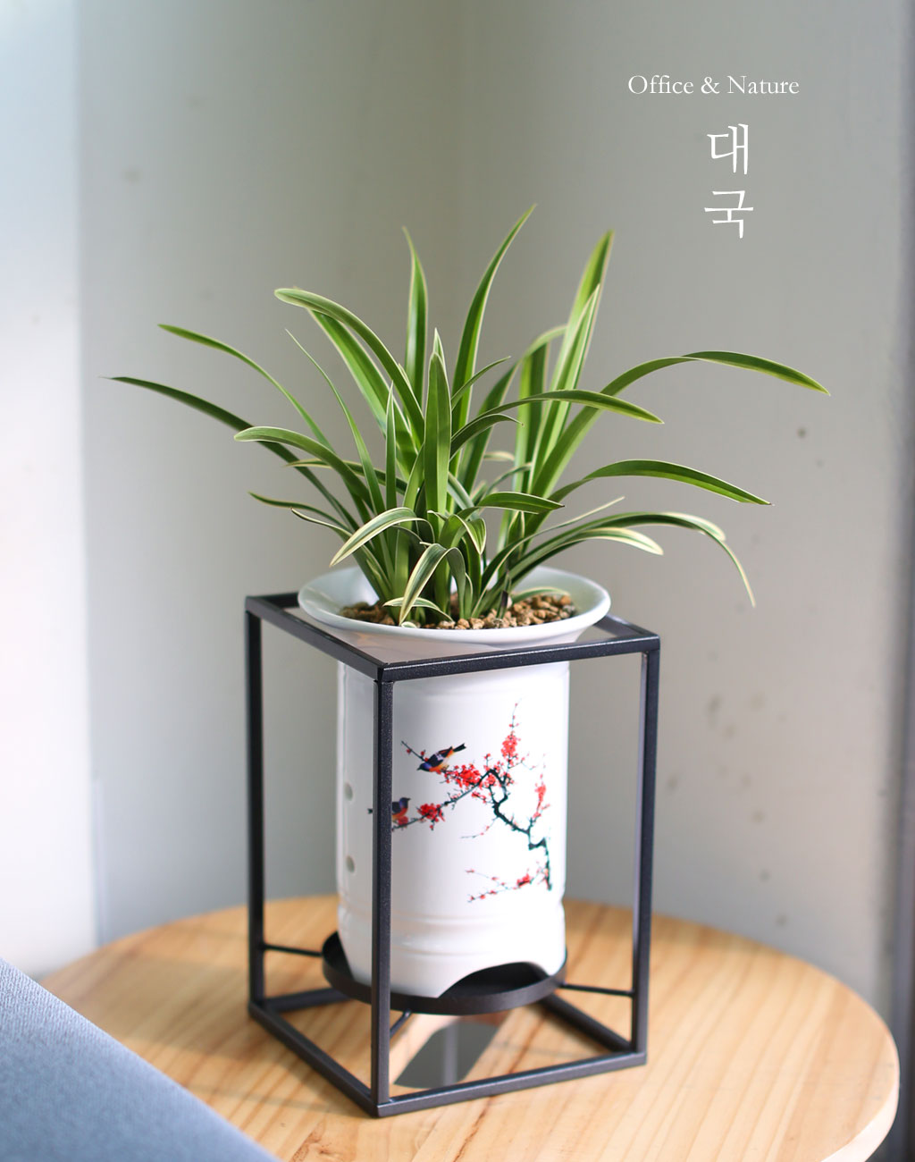 동양란은 아시아권의 온대지방에서 자라는 난초과 식물입니다.
옛날부터 고고한 자태와 그윽한 향기를 품고 있는 모습이 선비와 같다고 보았으며,
군자의 상징으로 통합니다.