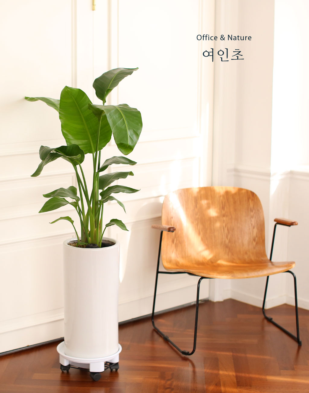 <div style="font-size:1.8em; font-weight:700; font-family: 'Noto Serif KR', serif; color:#000000; margin-top: 21px;">여인초</div>
잎자루 아래에 빗물이 저장 되는데 그 물로 길 가던 여행자들이 갈증을 풀어서 붙여진 이름입니다.