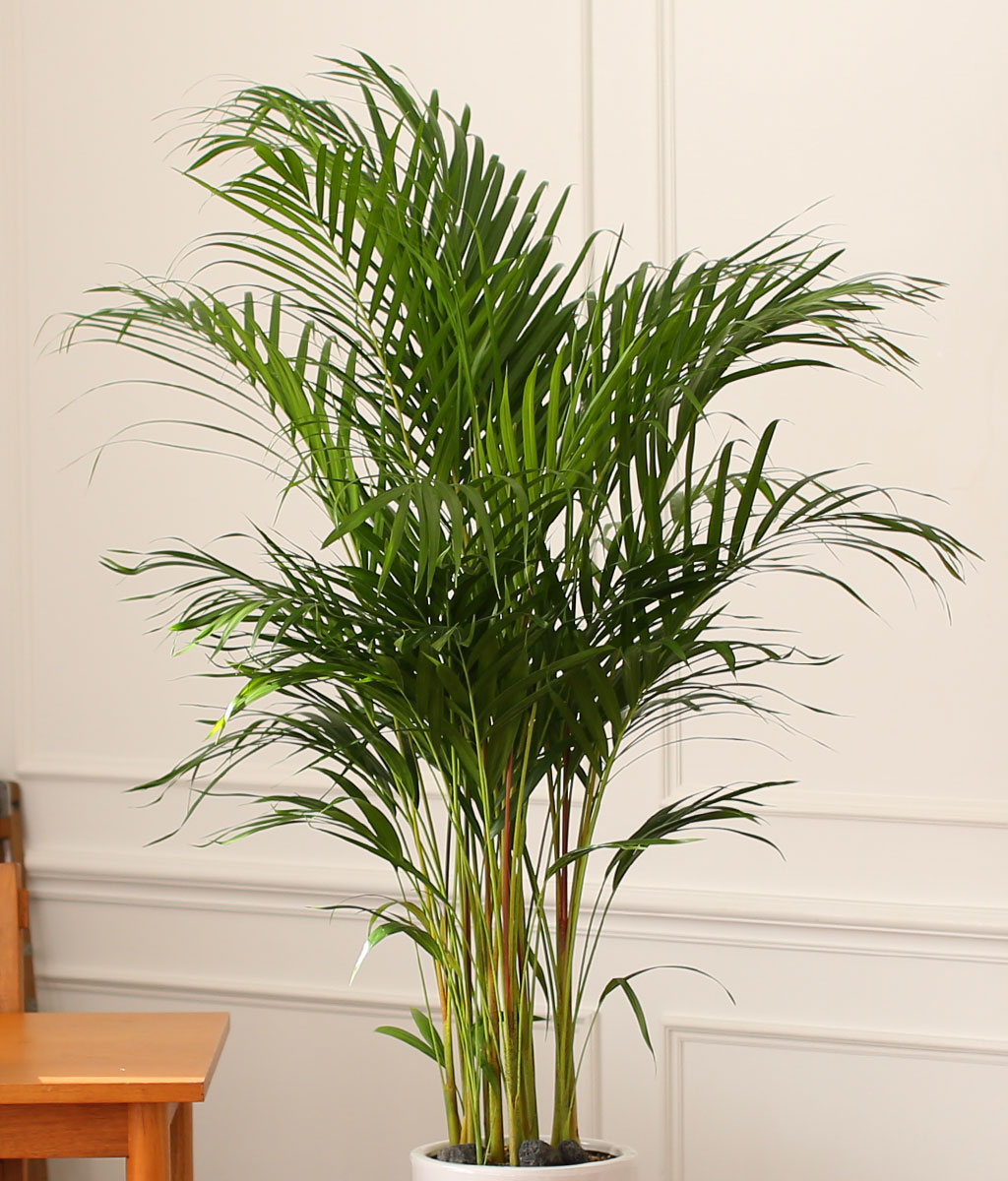 Office & Nature 아레카야자 (특대)