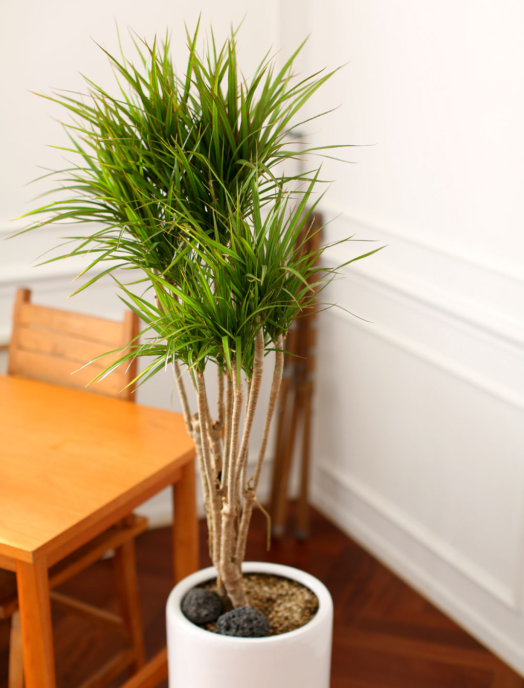 Office & Nature 마지타나 (화기가 변경될 수 있습니다.)
