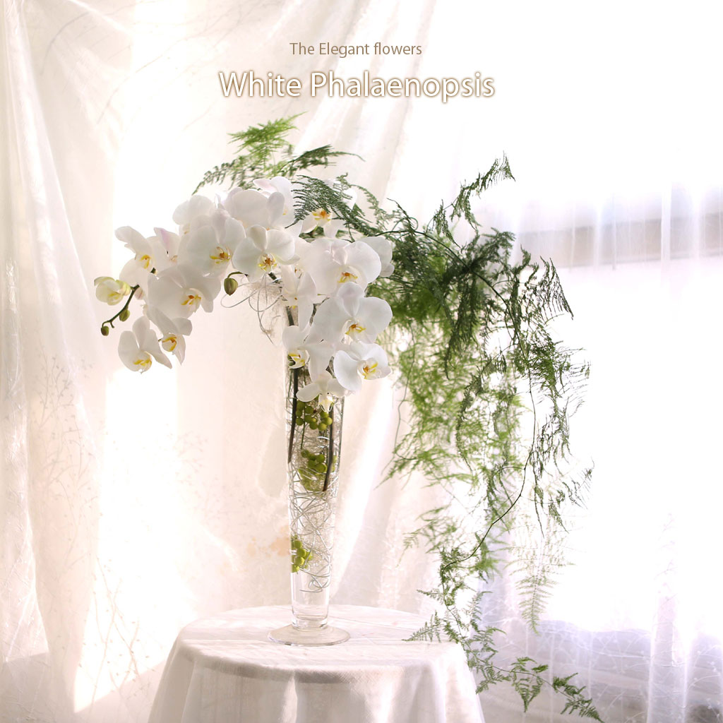 The Elegantflowers - White Phalaenopsis