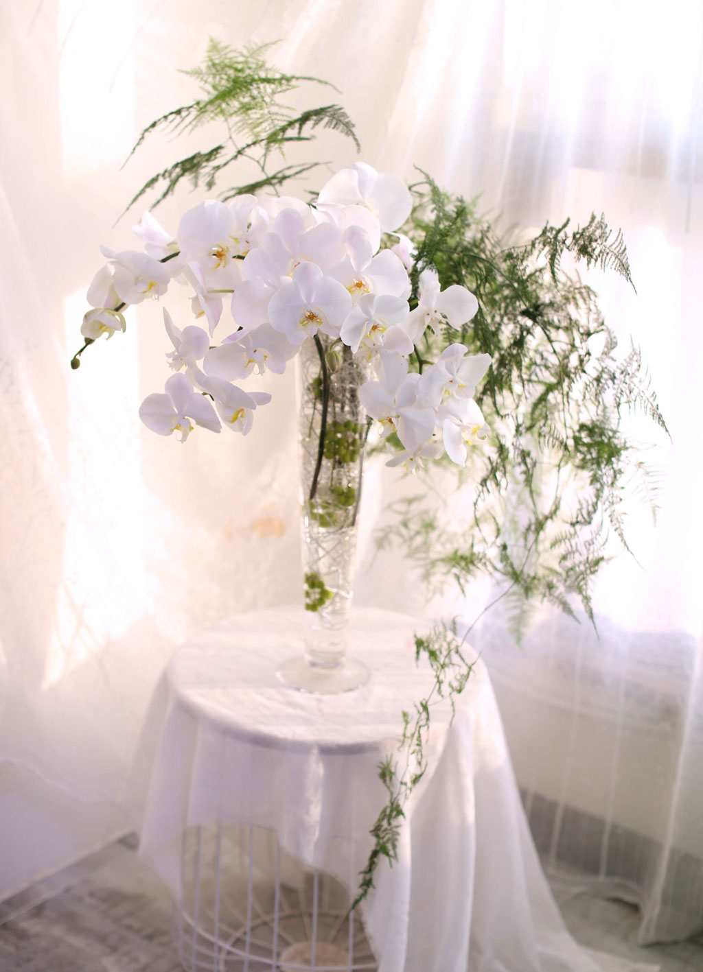 The Elegantflowers - White Phalaenopsis