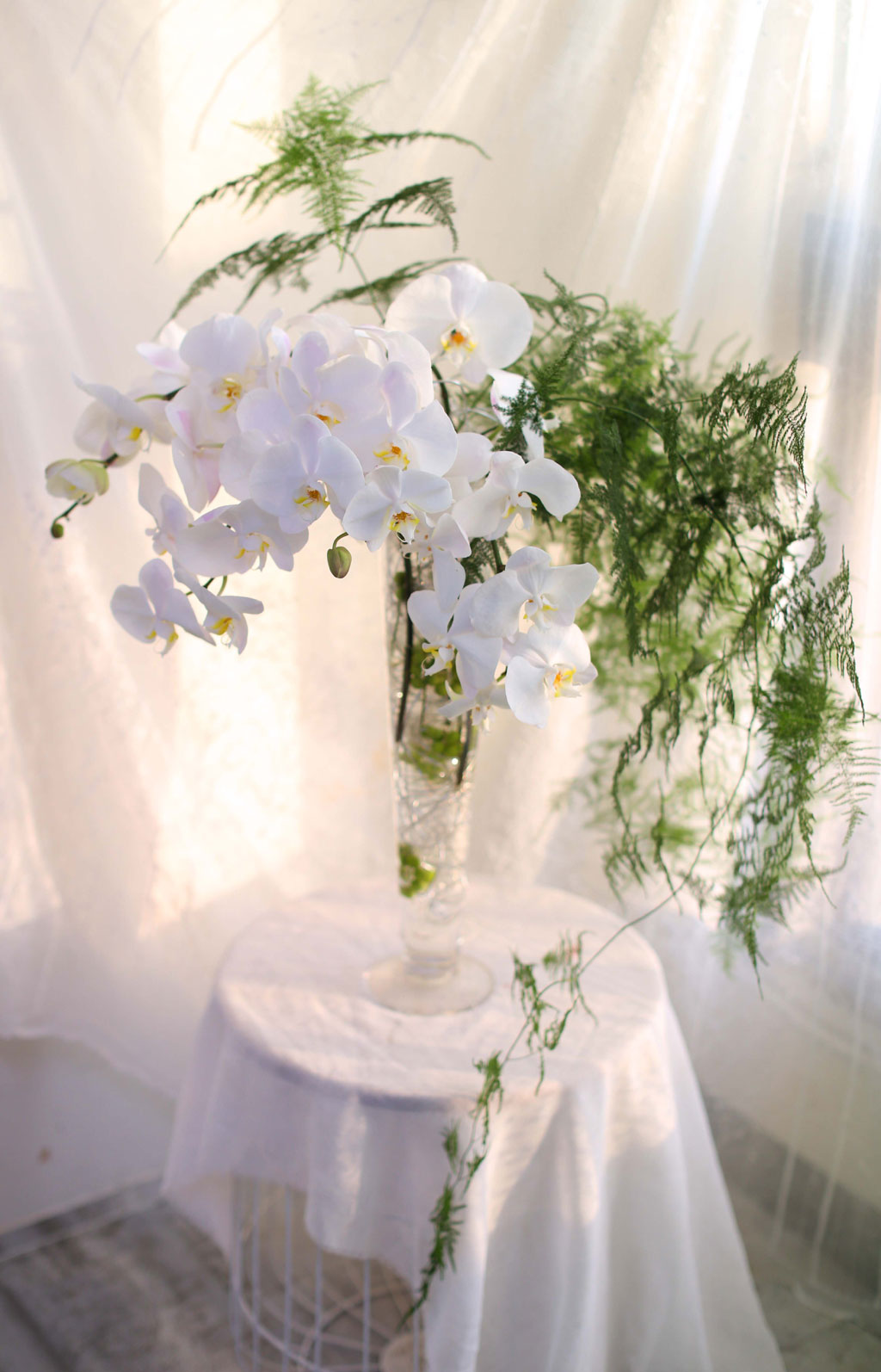 The Elegantflowers - White Phalaenopsis