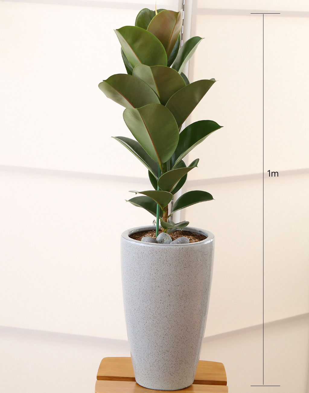 코로나이겨내자 면역력을 길러주는 식물베스트 -고무나무