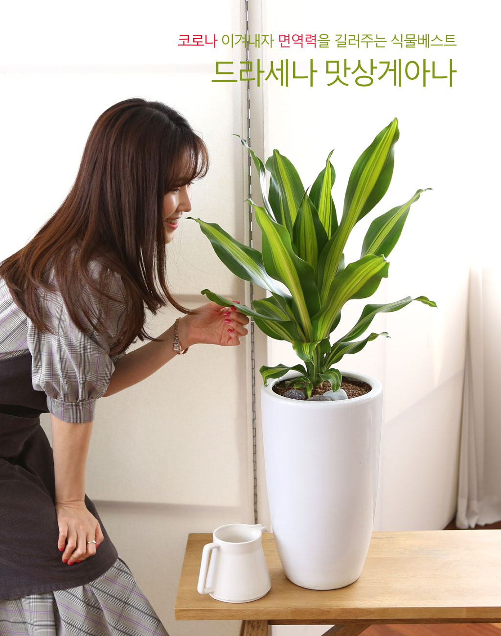 행운목으로도 잘 알려진 드라세라 맛상게아나는 1700년대부터 유럽에서 실내 식물로 이용되었습니다.