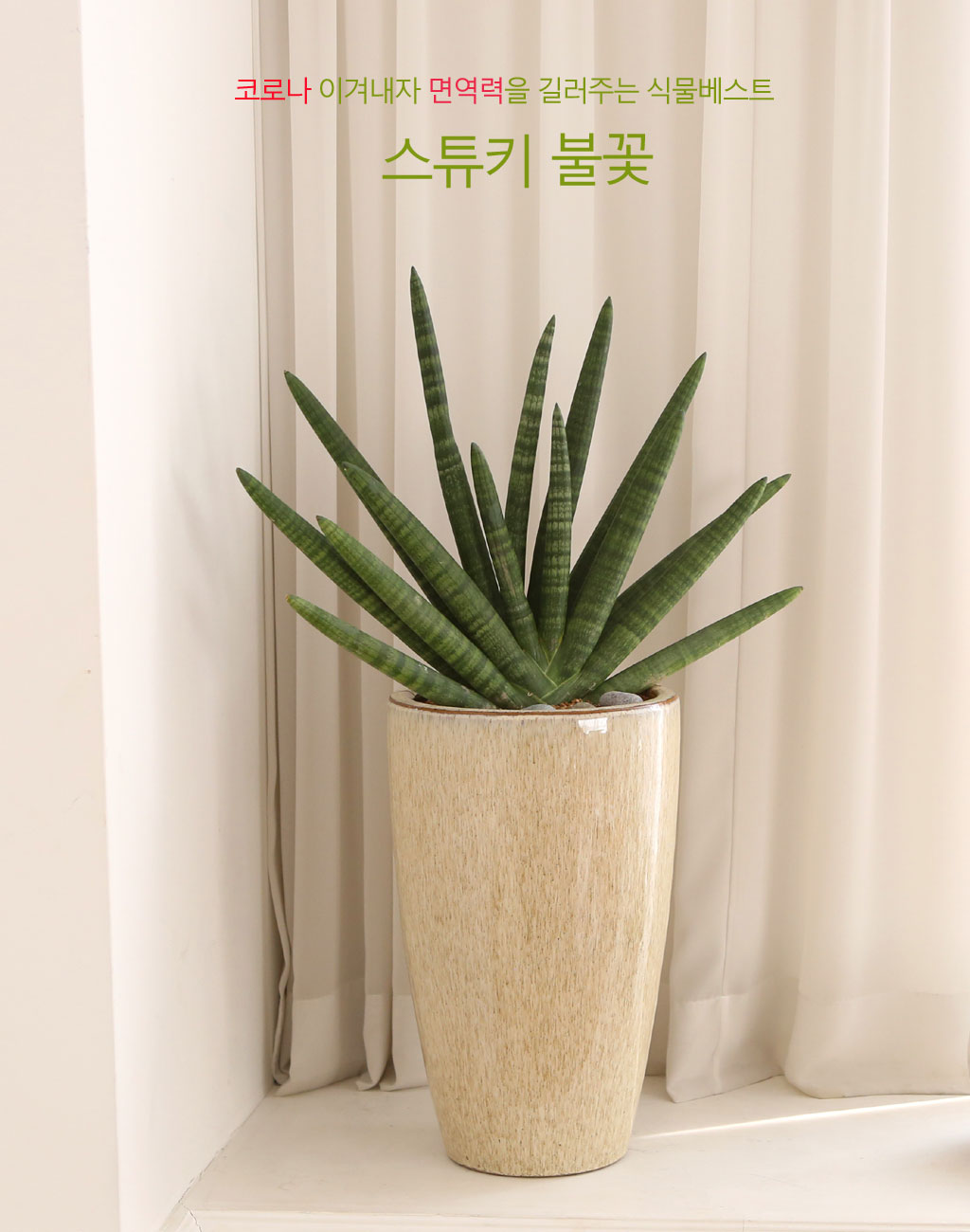 코로나이겨내자 면역력을 길러주는 식물베스트 -스튜키불꽃