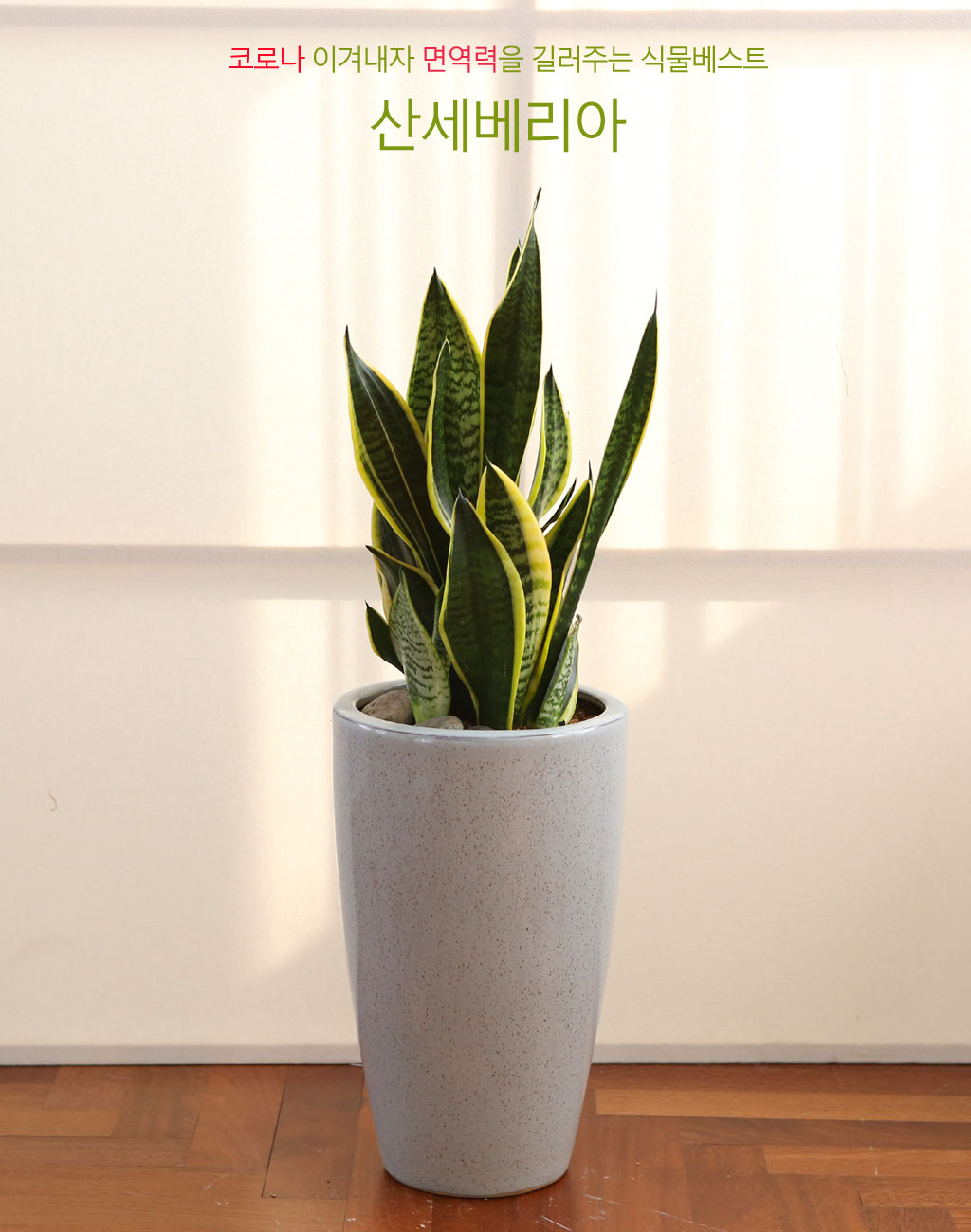 면역력을 길러주는 식물 - 산세베리아