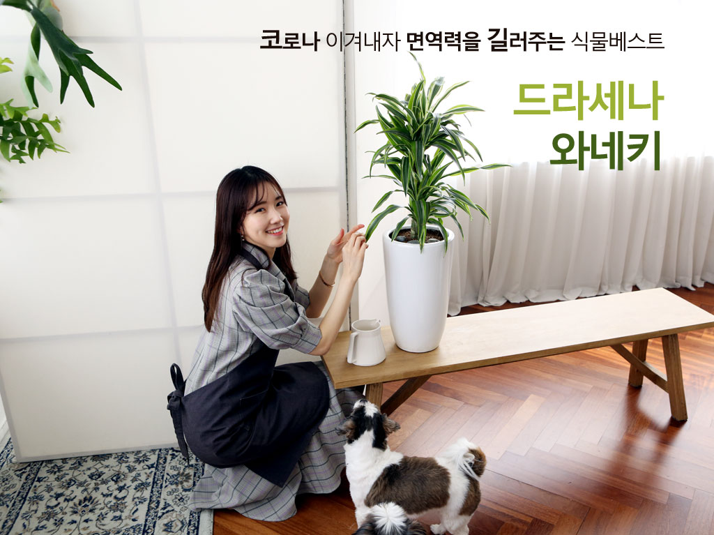 드라세나 와네키입니다.
행운목으로도 잘 알려진 드라세나는 1700년대부터 유럽에서 실내 식물로 이용되었습니다.