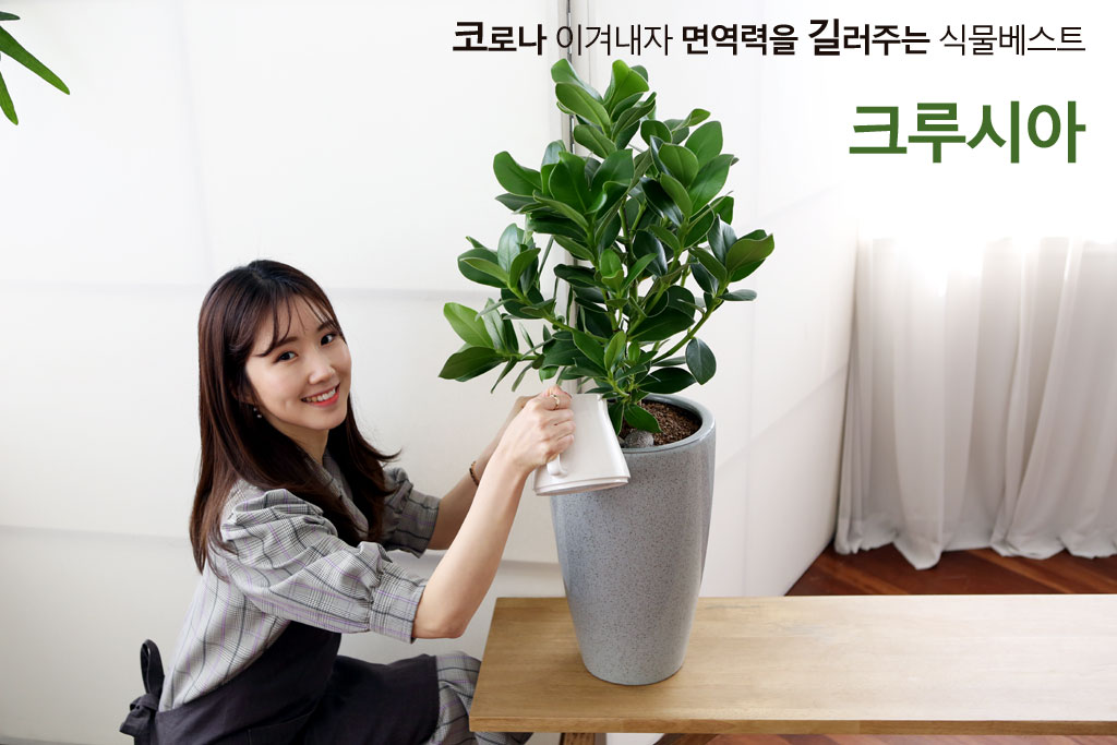 동글동글 귀여운 잎을 가진 크루시아입니다.
공기정화, 집들이, 개업용으로도 많이 찾는 관엽식물입니다.