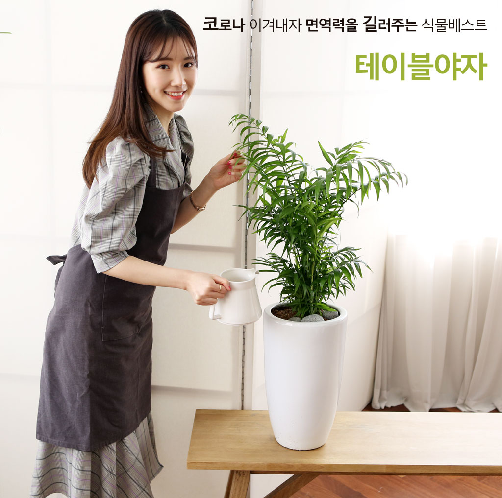 면역력을 길러주는 식물 베스트 - 테이블야자(중)
